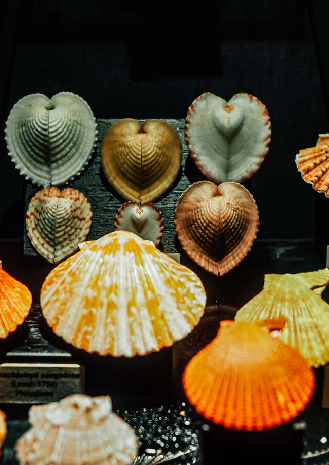 Seashell Museum