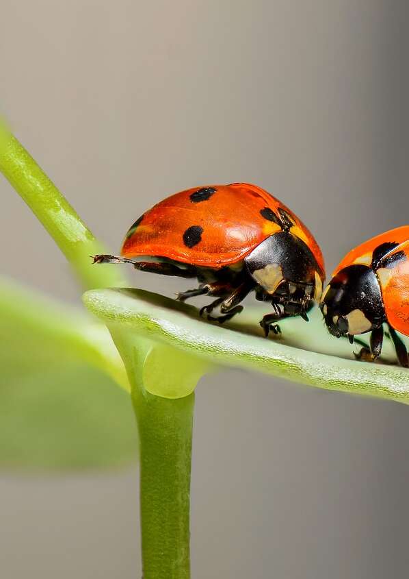 Science for All Conference: "Insects"