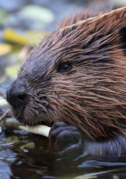 Sur les traces du castor