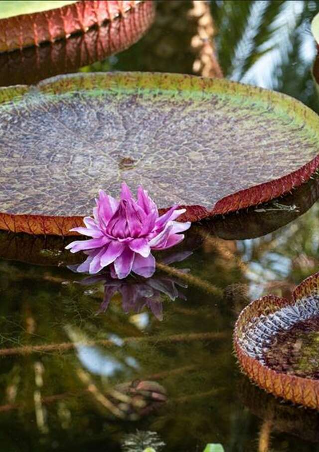 Secret des jardins botaniques: cultiver et préserver la flore exotique