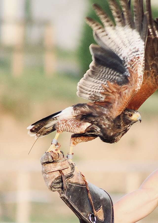 Explorez le monde fascinant des animaux rapaces