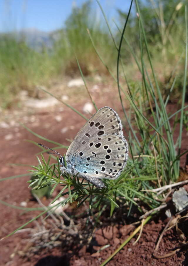 Les papillons de la Réserve naturelle régionale des gorges de Daluis