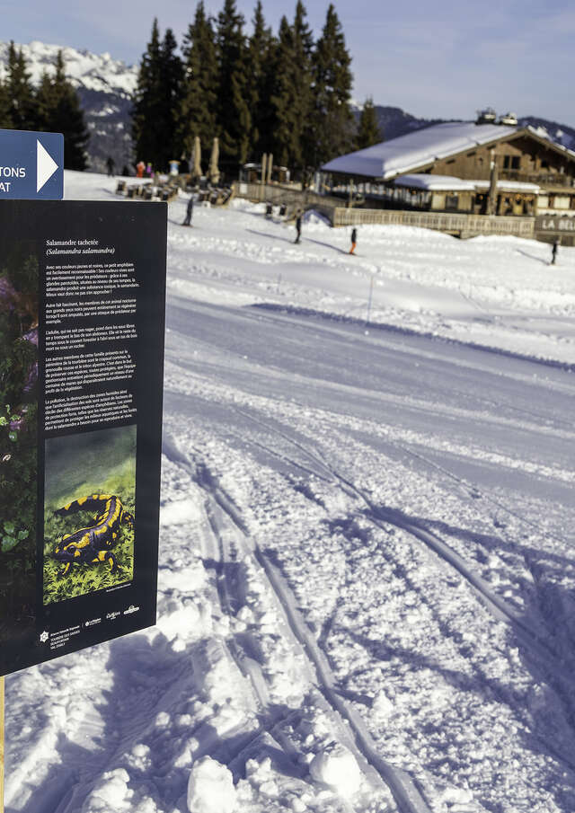 Visite de l'exposition Détails du vivant au Lachat