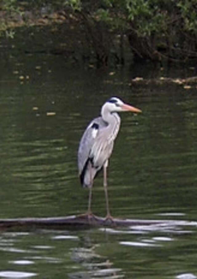 Découverte nature en kayak - NPK Concept