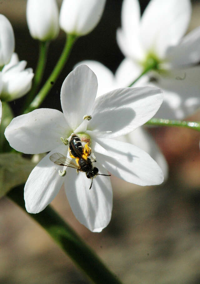 Conférence : "Discrète et méconnues : les abeilles sauvages "