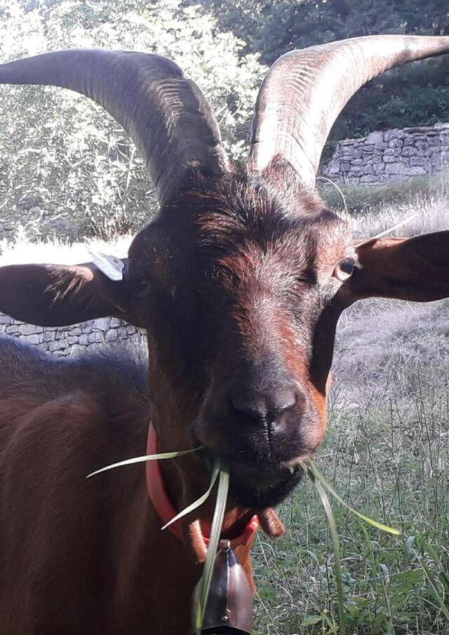 La Ferme de Bellis