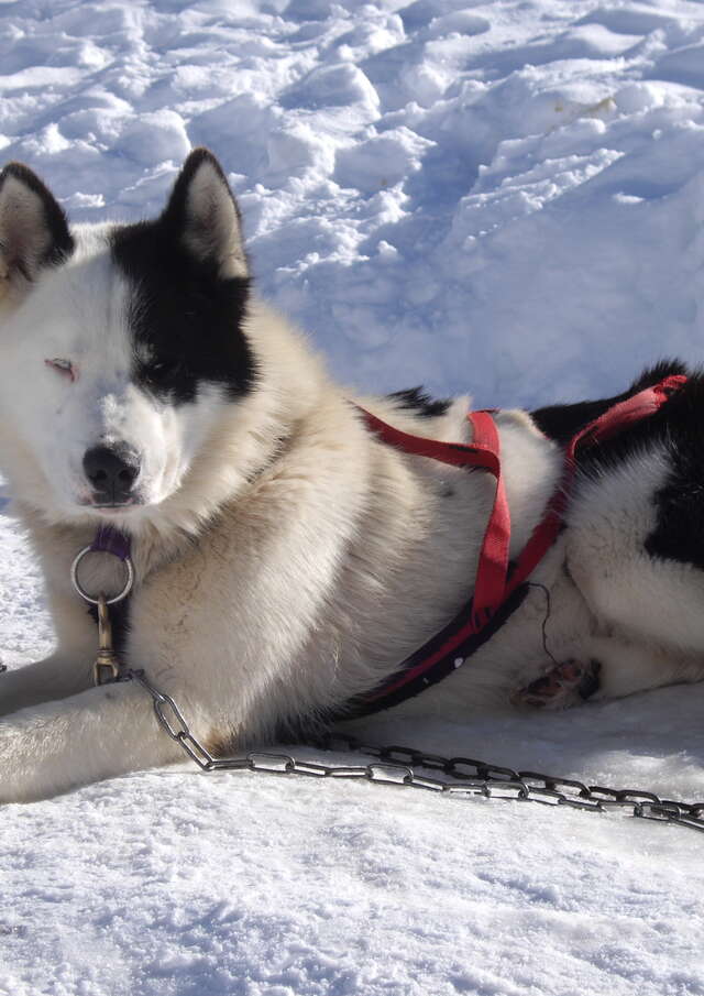 Chiens de traîneau "Initiation à la conduite"
