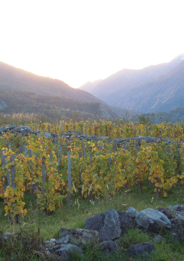 Conférence en images : Vignes et vins de Savoie