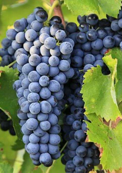 Les vignerons de  Maruejols
