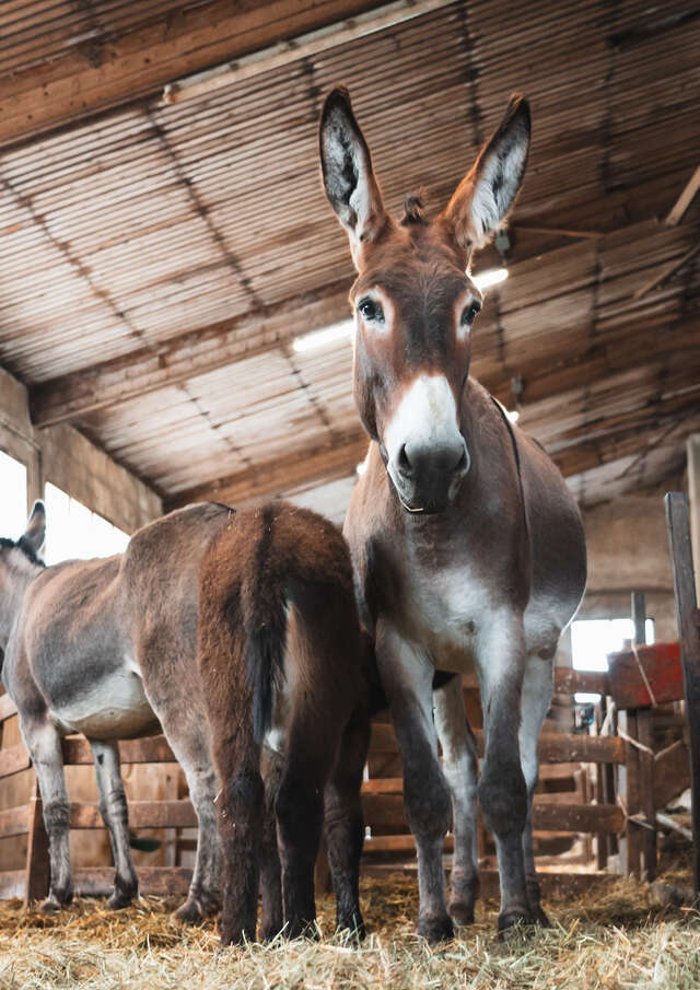 Chasse aux trésors des Anes de Milou
