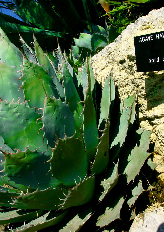 Jardin Botanique de Nice