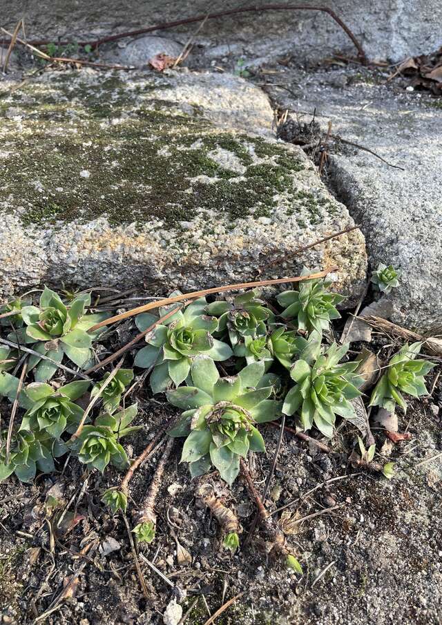 Patrimoine et plantes vagabondes