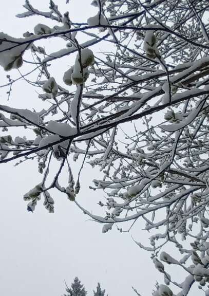 L'arbre et l'hiver