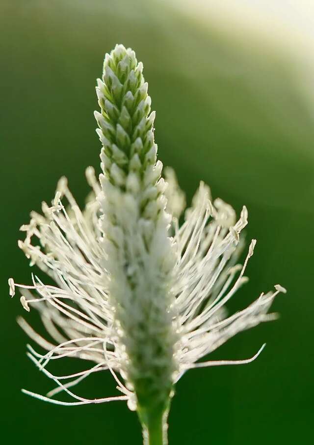 Introduction aux plantes médicinales avec CAIRN