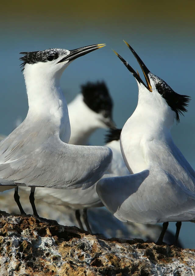 Conférence sur les oiseaux marins du Parc National de Port Cros