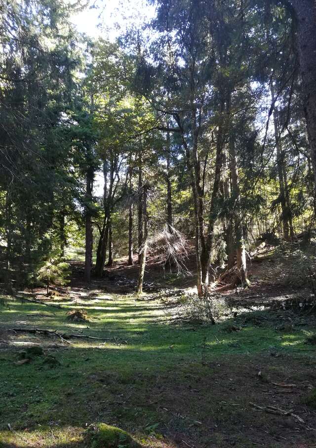 Bain de forêt avec les Demoiselles du Plateau