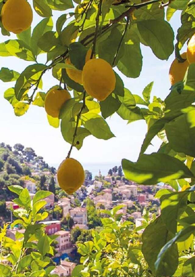 92. Fête du Citron® - Zitronenwanderung