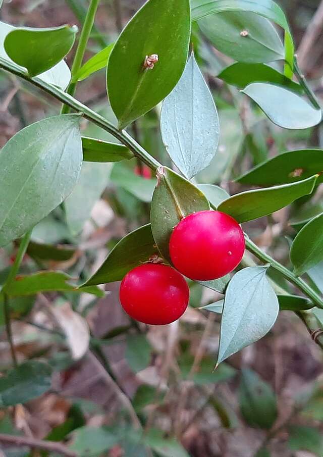 Balade nature "Botanistes en herbe"