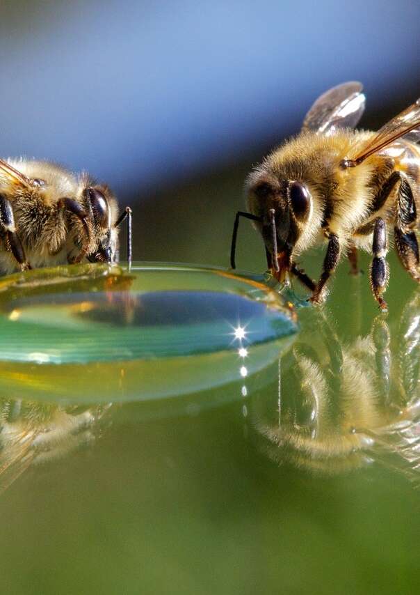 Visite de la Cité de l'Abeille et de la Casa dard d'art