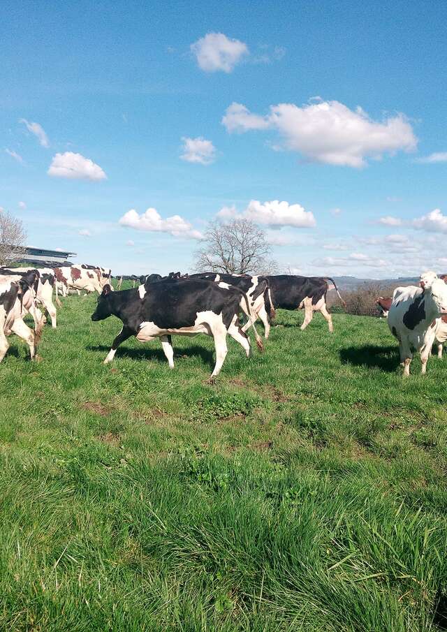 Lait de Bresse, de la vache au beurre, visite-atelier