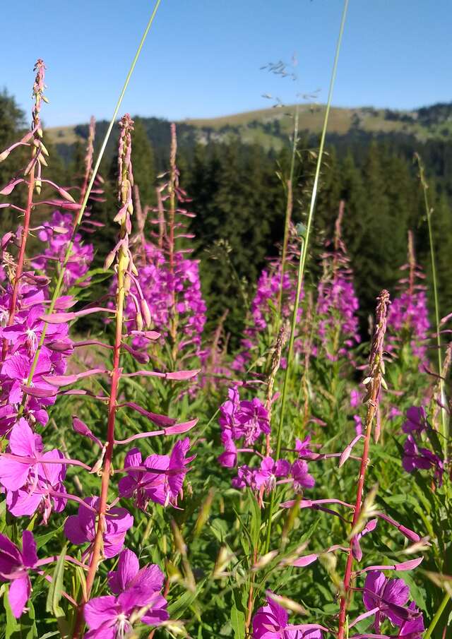 À la découverte des plantes sauvages comestibles