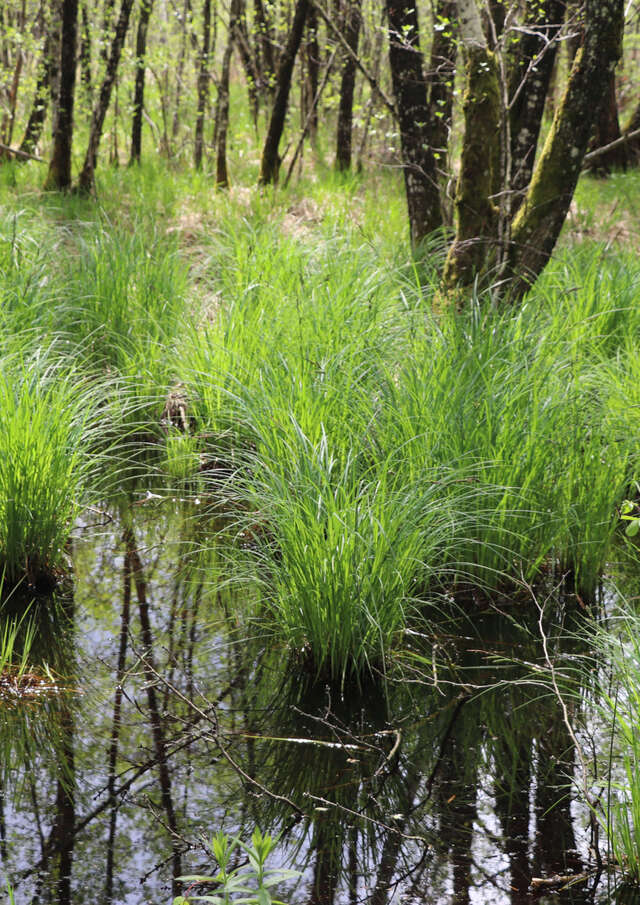 Marais de l'étang de Bizadan : balade sensorielle au crépuscule