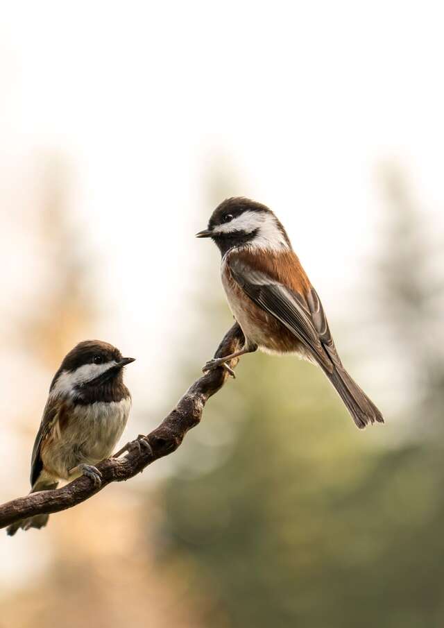 Meeting point : The birds of Pardigon