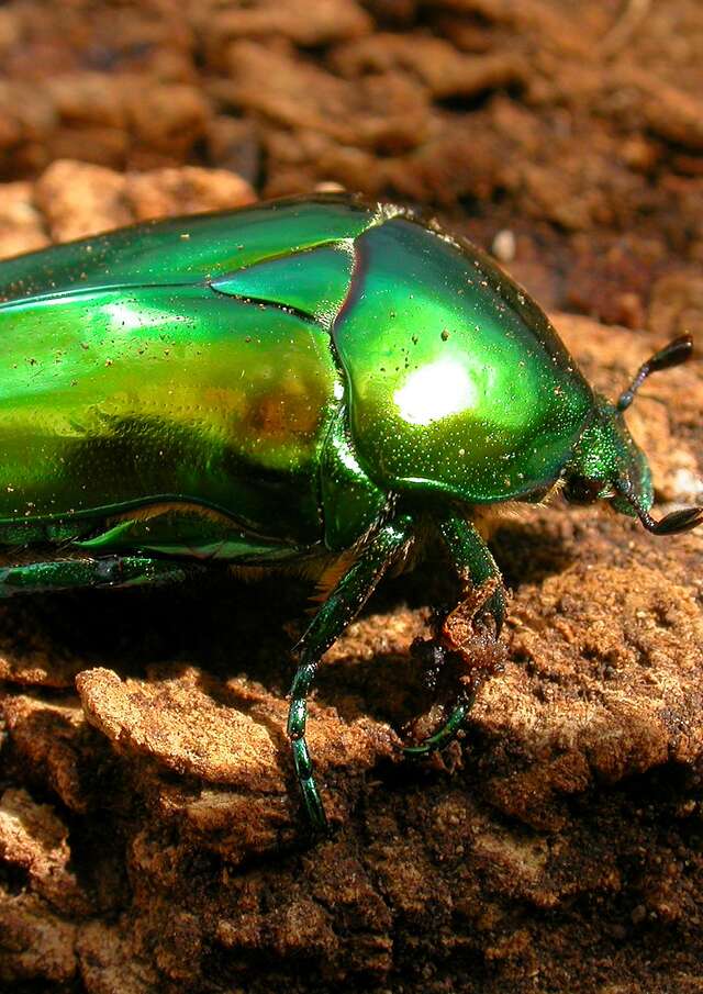 Minuscules : le monde des insectes