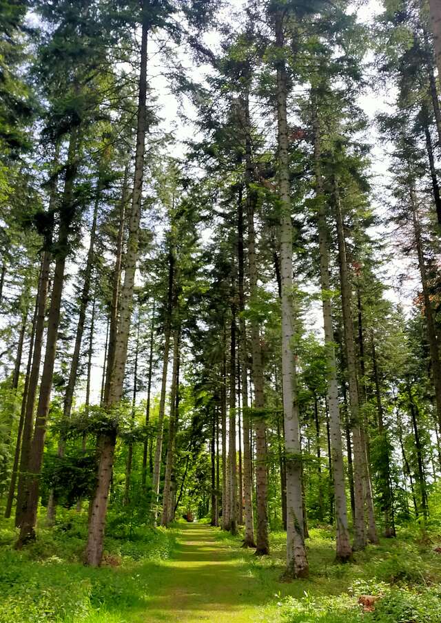 Sous le calme apparent de la forêt, la vie foisonne à la Comté !