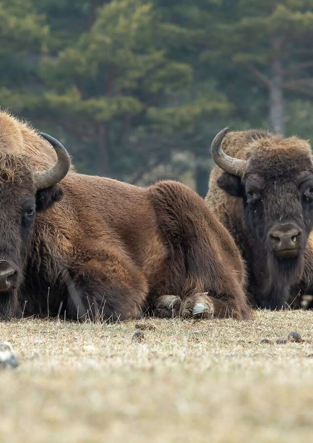 Guided safari on foot