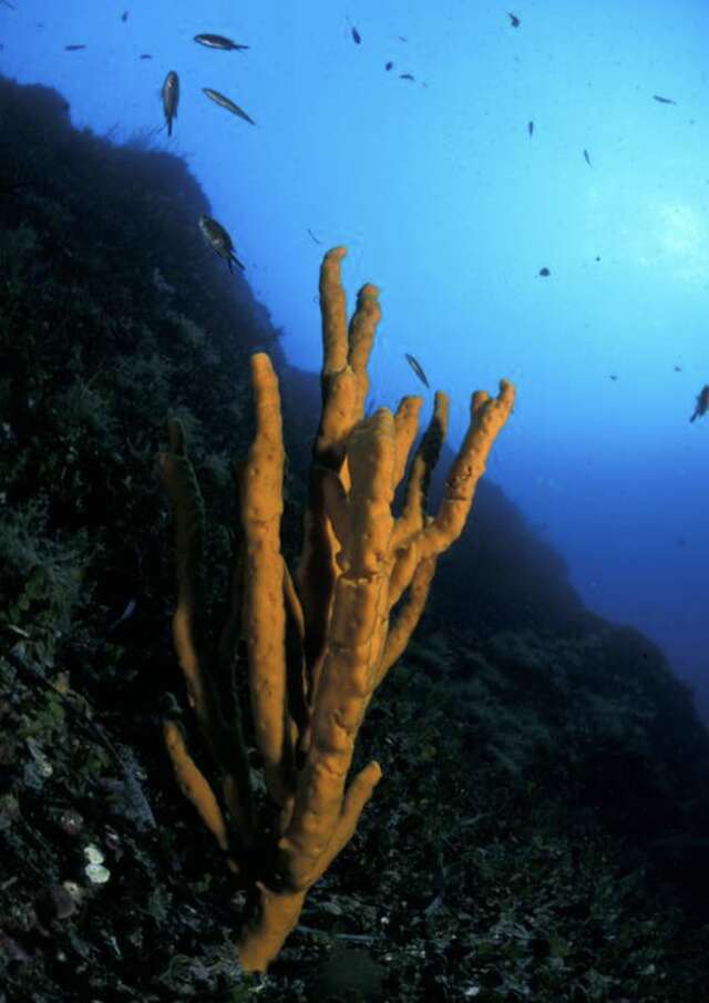 La biodiversité marine sur la Côte d'Azur