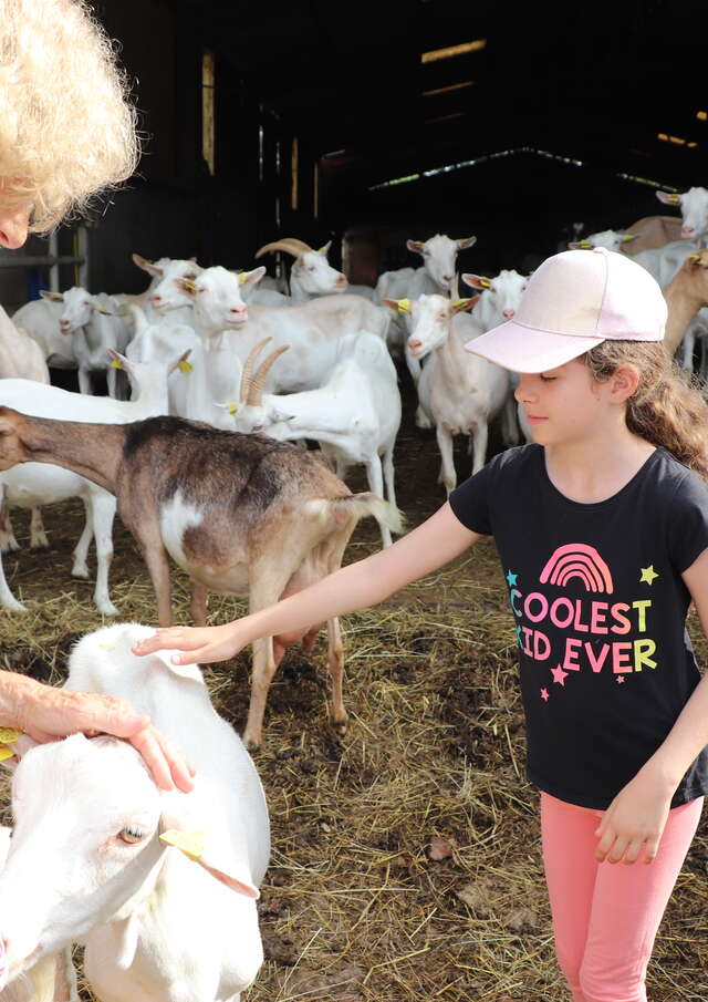 Visite-dégustation chez "Chèvres et saveurs"
