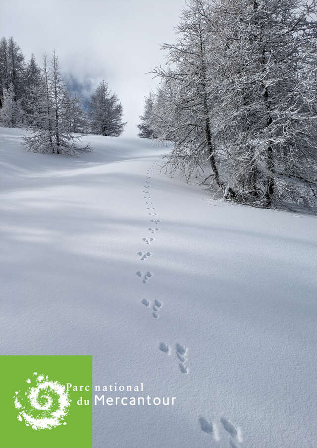 Sur les traces des animaux en hiver