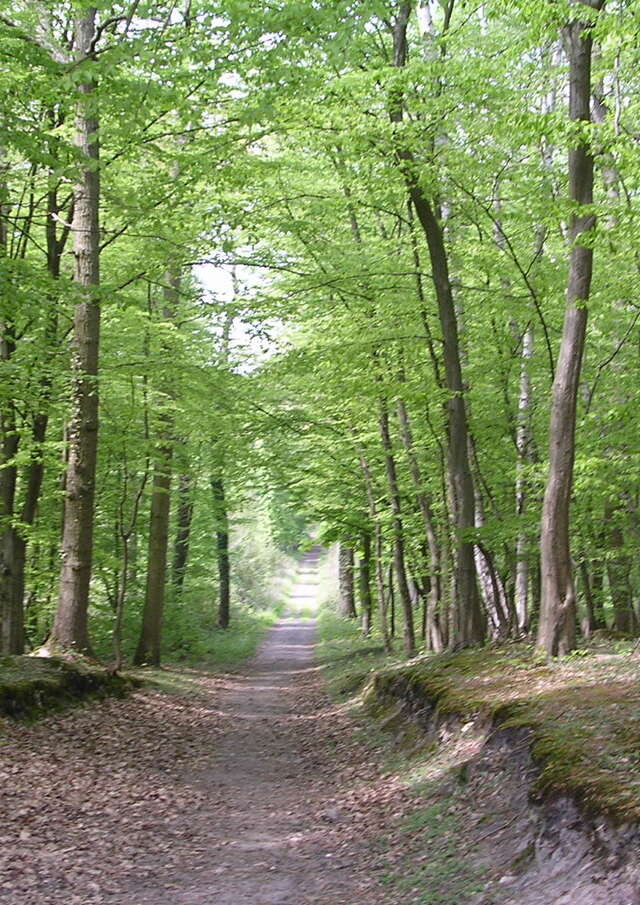 La forêt domaniale de Saint-Germain