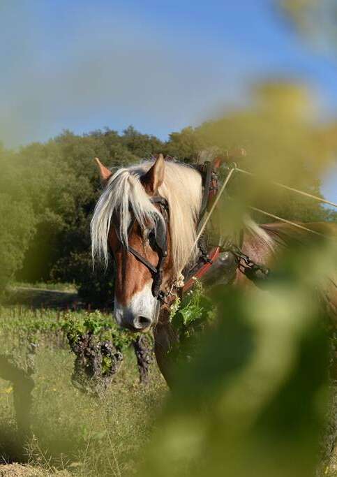 Mas des Cabrettes - Domaine Viticole