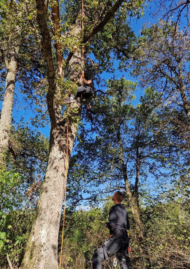 La forêt insolite - Grimpe d'arbres (Le Bois de Luna)