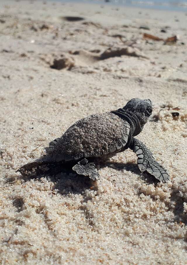 Point Rencontre : Les Tortues marines (Porquerolles)