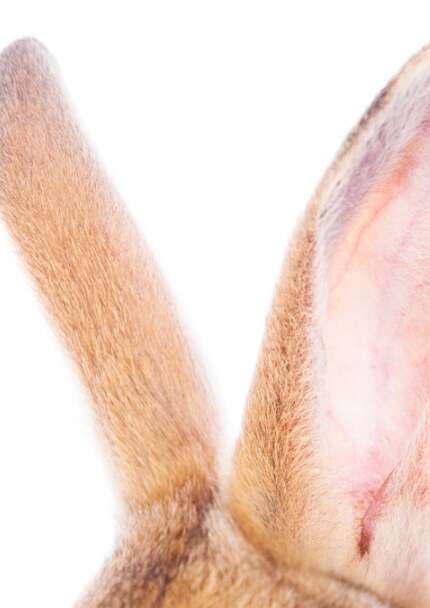 La chasse aux lapins crétins