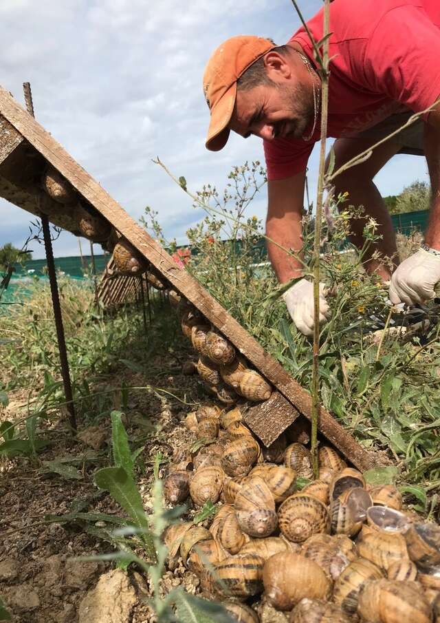 The Snails and Apiaries of Cassagnes