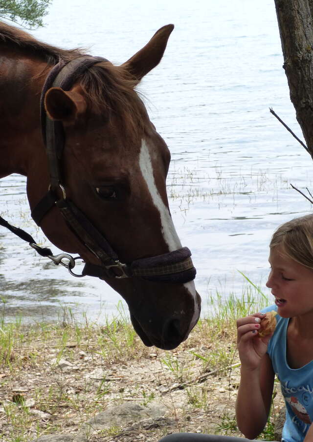 Haras des Villards: Einführungskurs Pony/Pferd