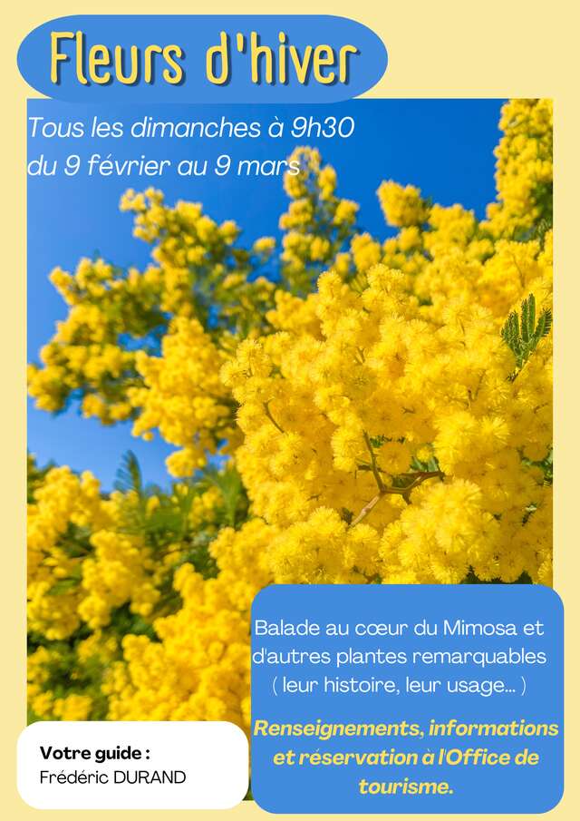 Fleurs d'hiver : mimosas et autres plantes remarquables - Balade accompagnée