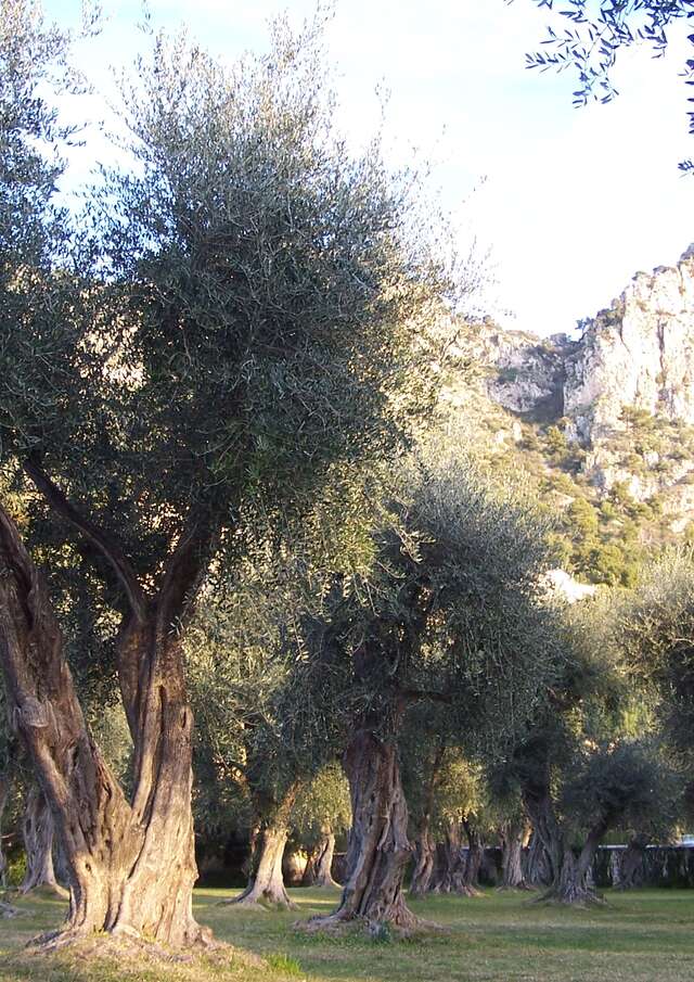 Jardin de l'Olivaie