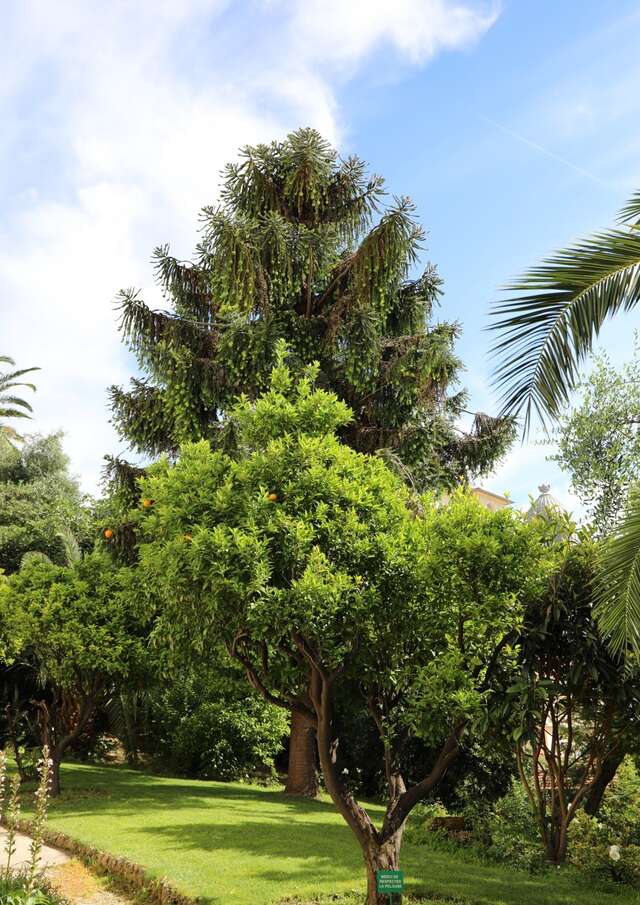 Giardino del Winter Palace