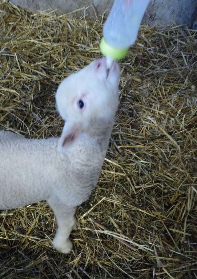 Visite de la ferme Flouka