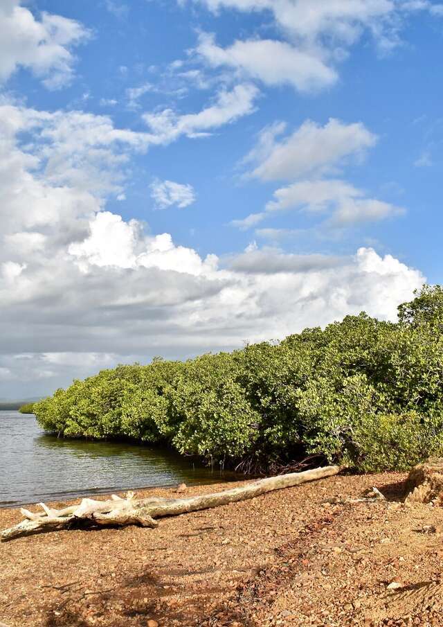 Mangrove de Ouano