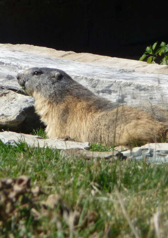 Hiking: On the approach of the Marmots and Chamois of Aravis