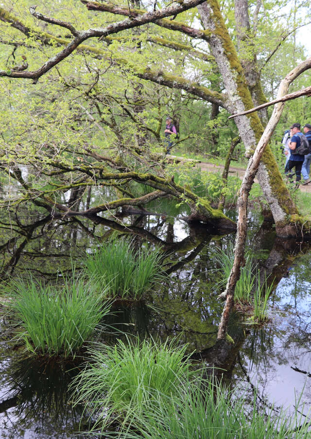 Expérience sensorielle au marais de Bizadan