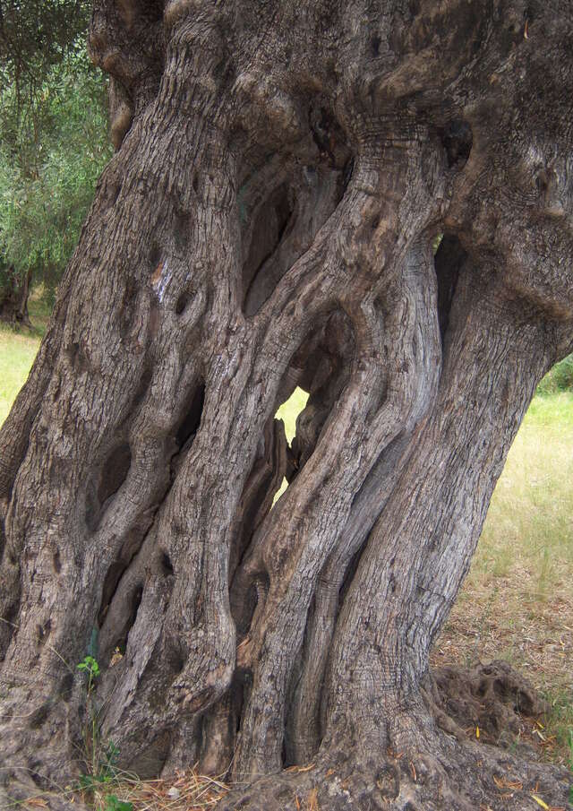 Giardino pubblico: Parco del Pian