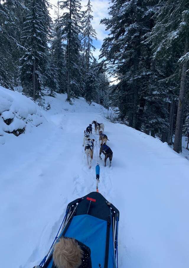 Schlittenhunde "Fahren"