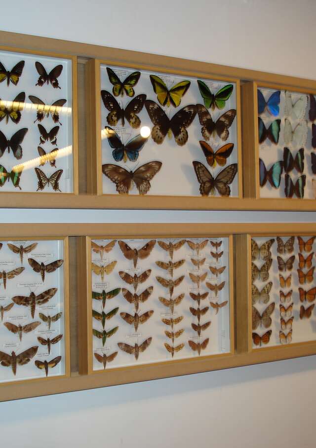 Musée d'entomologie du Dr Willy Hansen